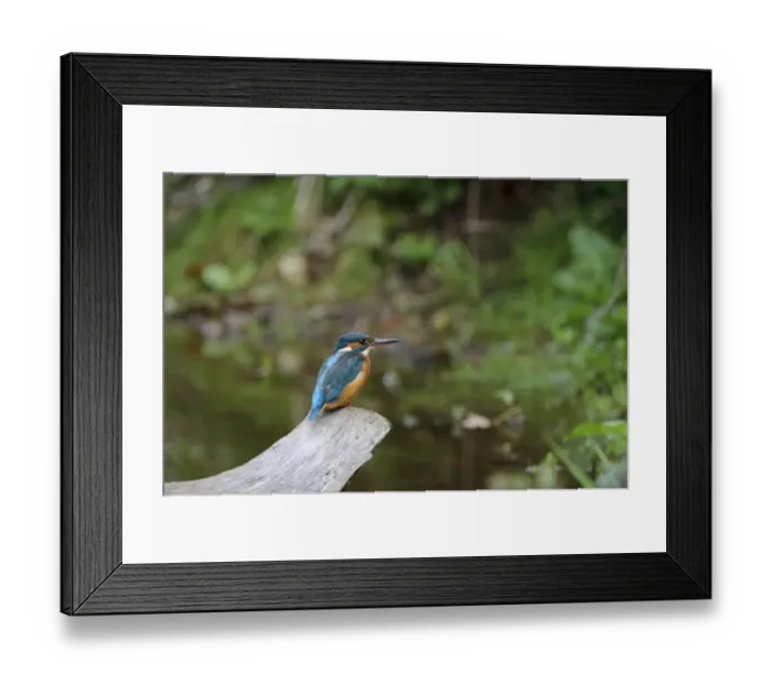 Framed Print : Common Kingfisher (Alcedo atthis) adult female, perched on branch at edge of river, River Dove, Staffordshire, England