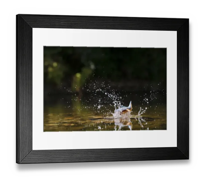 Framed Print : Common Kingfisher (Alcedo atthis) adult female, in flight, diving into water, River Dove, Staffordshire, England