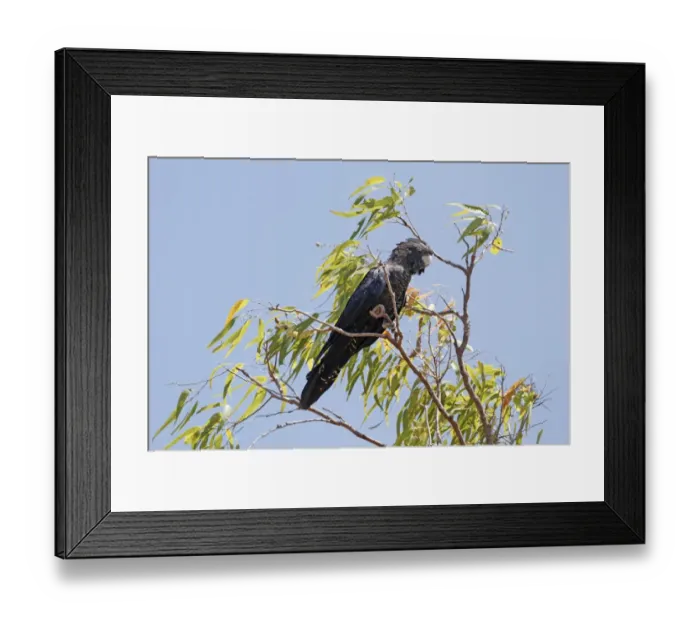 Framed Print : Red-tailed Black-cockatoo (Calyptorhynchus banksii) adult female, perched in eucalyptus tree, Uluru-Kata Tjuta N. P Framed Print : Red-tailed Black-cockatoo (Calyptorhynchus banksii) adult female, perched in eucalyptus tree, Uluru-Kata Tjuta N. P