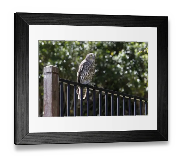 Framed Print : Barking Owl (Ninox connivens) adult, perched on metal railing, Lamington N. P. Queensland, Australia, October Framed Print : Barking Owl (Ninox connivens) adult, perched on metal railing, Lamington N. P. Queensland, Australia, October