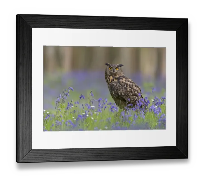 Framed Print : Eurasian Eagle-owl (Bubo bubo) adult, perched amongst Bluebell (Hyacinthoides non-scripta) flowers, Suffolk, England Framed Print : Eurasian Eagle-owl (Bubo bubo) adult, perched amongst Bluebell (Hyacinthoides non-scripta) flowers, Suffolk, England