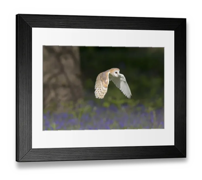 Framed Print : Barn Owl (Tyto alba) adult, in flight over Bluebell (Hyacinthoides non-scripta) flowers, Suffolk, England Framed Print : Barn Owl (Tyto alba) adult, in flight over Bluebell (Hyacinthoides non-scripta) flowers, Suffolk, England