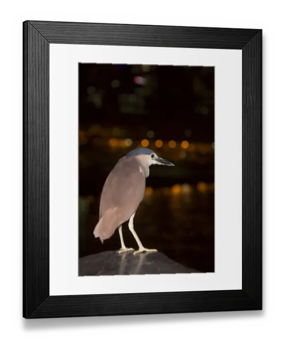 Framed Print : Rufous Night-heron (Nycticorax caledonicus) adult, with lights from city reflected in water at night, Melbourne