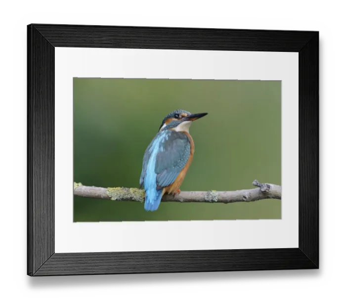 Framed Print : Common Kingfisher (Alcedo atthis) adult female, perched on branch over river, River Dove, Staffordshire, England Framed Print : Common Kingfisher (Alcedo atthis) adult female, perched on branch over river, River Dove, Staffordshire, England