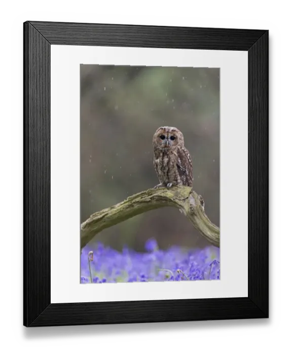 Framed Print : Tawny Owl (Strix aluco) adult, perched on fallen branch amongst Bluebell (Hyacinthoides non-scripta)