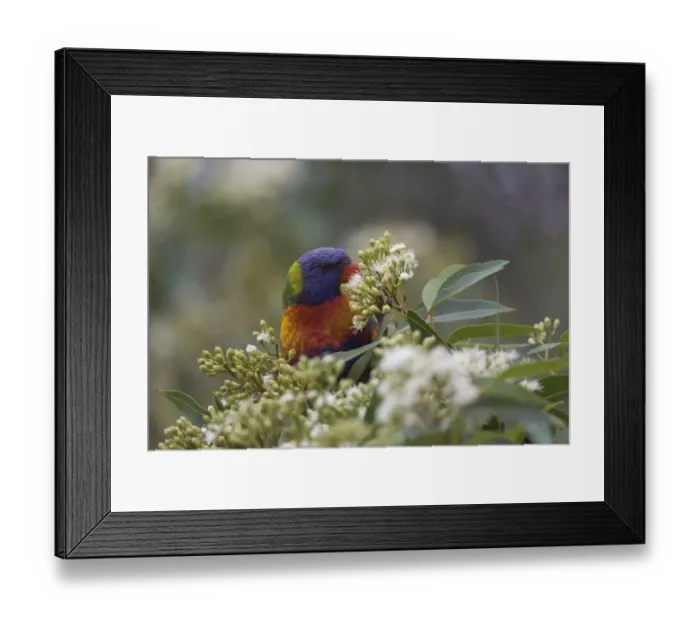 Framed Print : Rainbow Lorikeet (Trichoglossus haematodus) adult, feeding on flowers in tree, Sydney, New South Wales, Australia Framed Print : Rainbow Lorikeet (Trichoglossus haematodus) adult, feeding on flowers in tree, Sydney, New South Wales, Australia