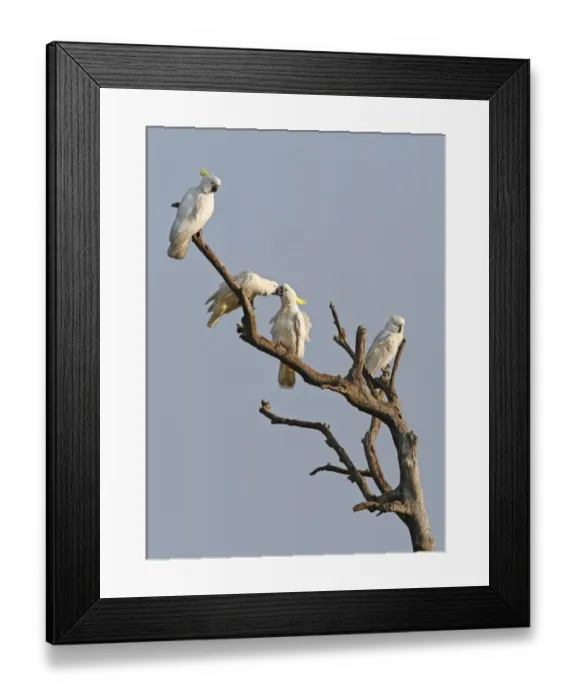 Framed Print : Sulphur-crested Cockatoo (Cacatua galerita) four adults, perched on dead branch, Queensland, Australia, October