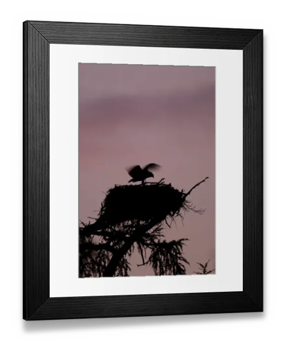 Framed Print : Osprey (Pandion haliaetus) chick, stretching and flapping wings at nest in tree, silhouetted at dusk, Cairngorms N. P Framed Print : Osprey (Pandion haliaetus) chick, stretching and flapping wings at nest in tree, silhouetted at dusk, Cairngorms N. P