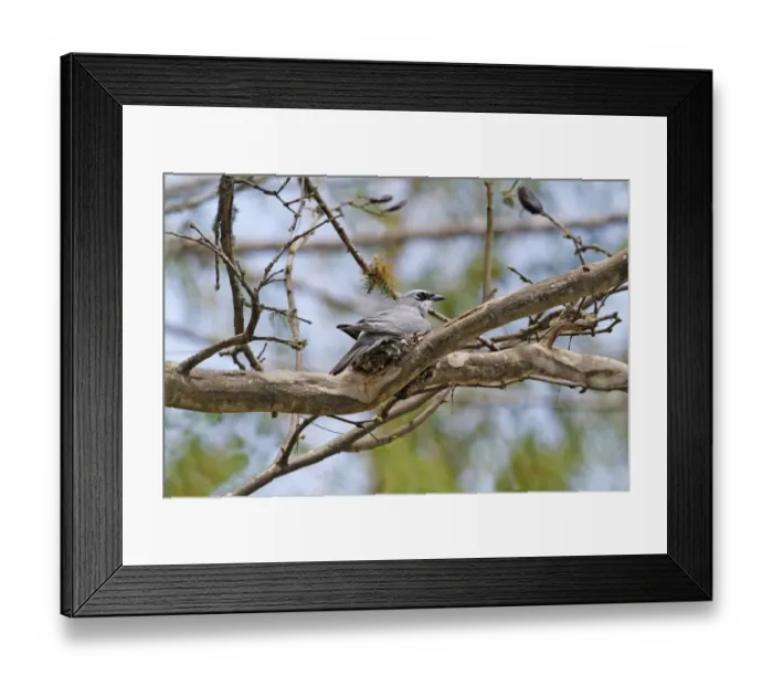 Framed Print : White-bellied Cuckooshrike (Coracina papuensis) adult male, sitting on nest, Atherton Tableland, Great Dividing Range Framed Print : White-bellied Cuckooshrike (Coracina papuensis) adult male, sitting on nest, Atherton Tableland, Great Dividing Range