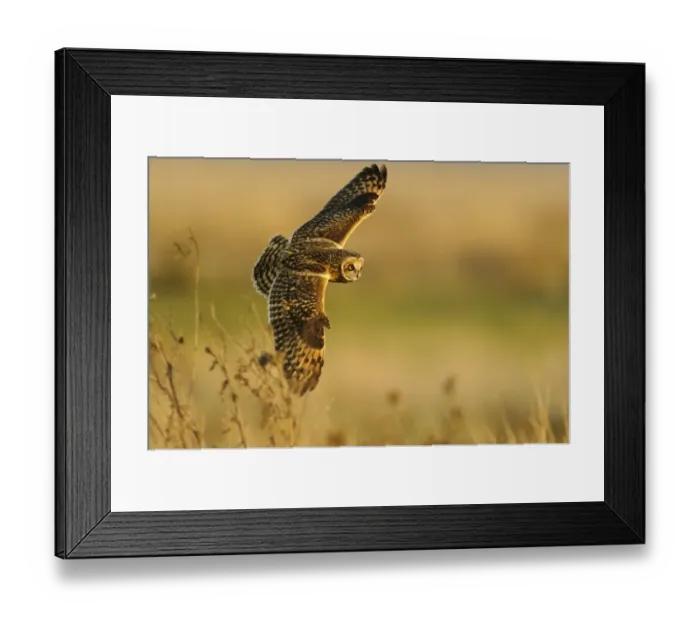 Framed Print : Short-eared Owl (Asio flammeus) adult, in flight, hunting over field, Worlaby Carrs, Lincolnshire, England, November Framed Print : Short-eared Owl (Asio flammeus) adult, in flight, hunting over field, Worlaby Carrs, Lincolnshire, England, November