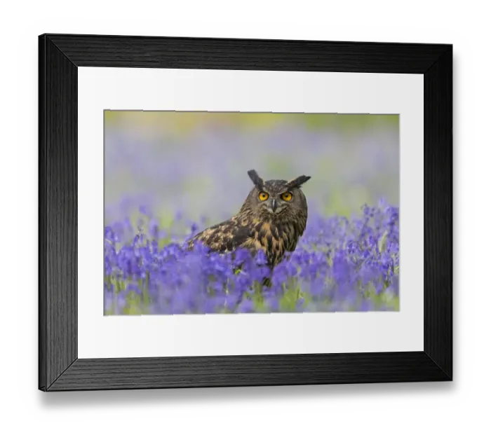 Framed Print : Eurasian Eagle-owl (Bubo bubo) adult, standing amongst Bluebell (Hyacinthoides non-scripta) flowers, Suffolk, England