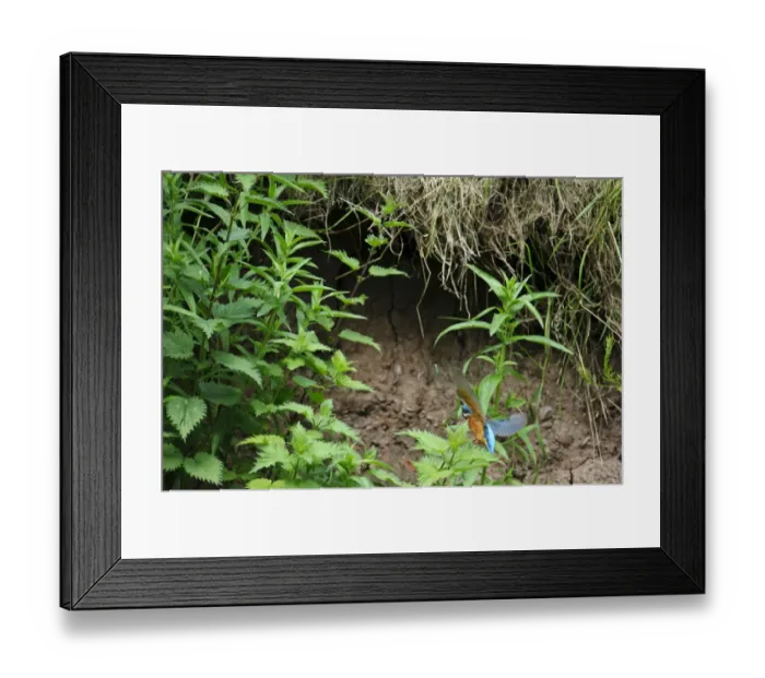 Framed Print : Common Kingfisher (Alcedo atthis) adult male, in flight, returning to nest, River Dove, Staffordshire, England, June Framed Print : Common Kingfisher (Alcedo atthis) adult male, in flight, returning to nest, River Dove, Staffordshire, England, June