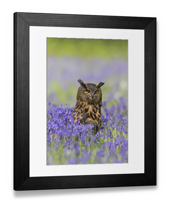 Framed Print : Eurasian Eagle-owl (Bubo bubo) adult, standing amongst Bluebell (Hyacinthoides non-scripta) flowers, Suffolk, England Framed Print : Eurasian Eagle-owl (Bubo bubo) adult, standing amongst Bluebell (Hyacinthoides non-scripta) flowers, Suffolk, England