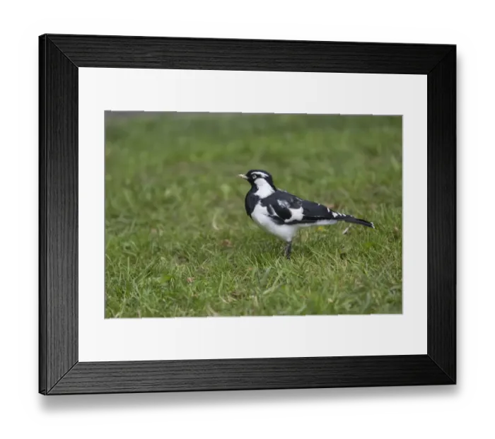 Framed Print : Australian Magpie-lark (Grallina cyanoleuca) adult, standing on grass, Melbourne, Victoria, Australia, February Framed Print : Australian Magpie-lark (Grallina cyanoleuca) adult, standing on grass, Melbourne, Victoria, Australia, February