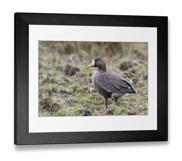 Framed Print : Greater or Greenland White fronted Goose with a light covering of rain. Islay Scotland Framed Print : Greater or Greenland White fronted Goose with a light covering of rain. Islay Scotland