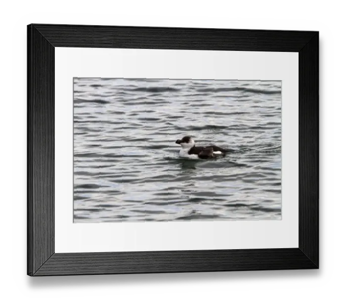 Framed Print : Razorbill swimming - late winter Framed Print : Razorbill swimming - late winter