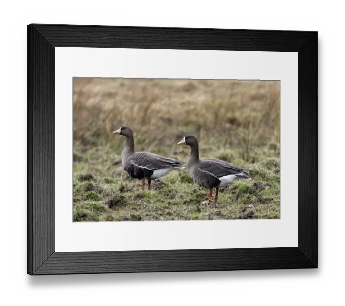 Framed Print : Greater or Greenland White fronted Geese on Islay