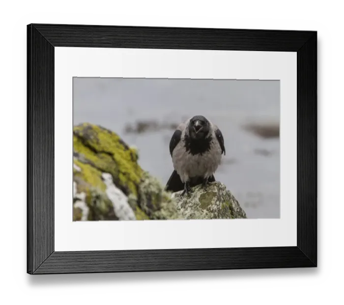 Framed Print : Hooded Crow calling Framed Print : Hooded Crow calling