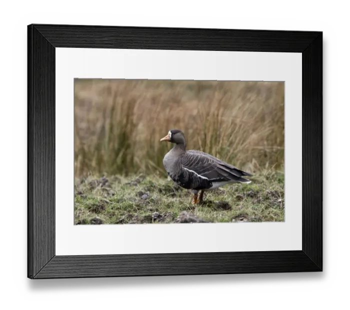Framed Print : Greater or Greenland White fronted Goose on Islay