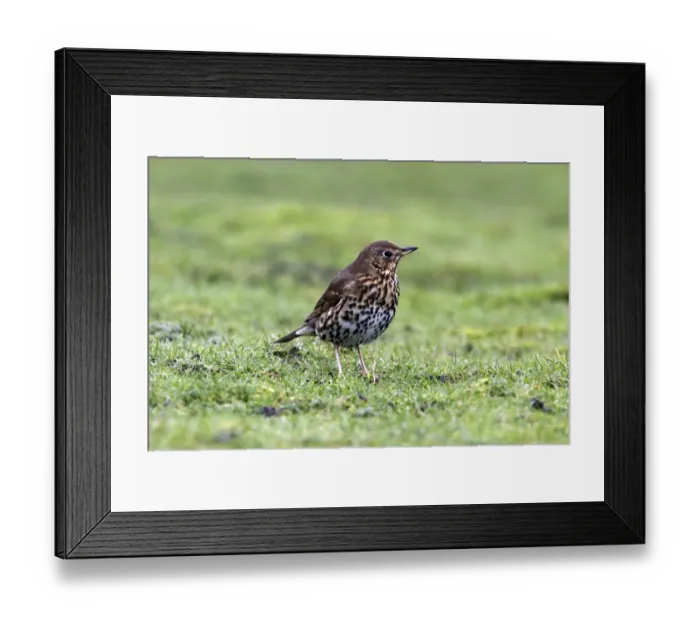 Framed Print : Song Thrush Framed Print : Song Thrush