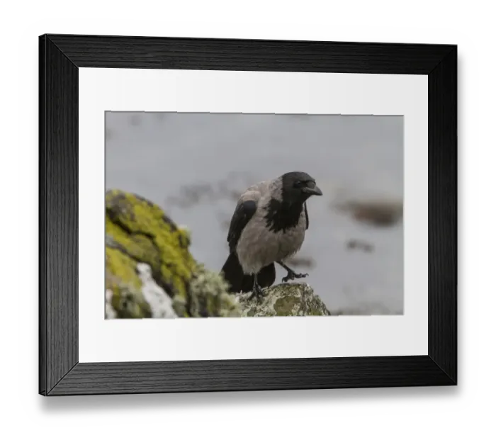 Framed Print : Hooded Crow Framed Print : Hooded Crow