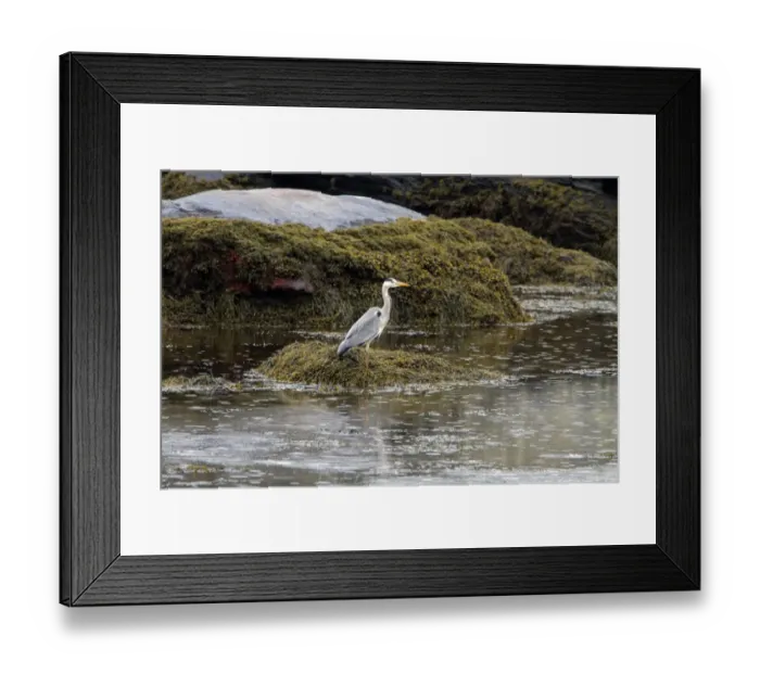 Framed Print : Grey Heron standing on exposed sea weed at low tide in the rain Framed Print : Grey Heron standing on exposed sea weed at low tide in the rain