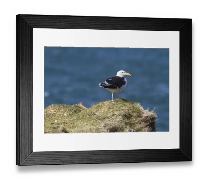 Framed Print : Greater Black backed Gull Framed Print : Greater Black backed Gull