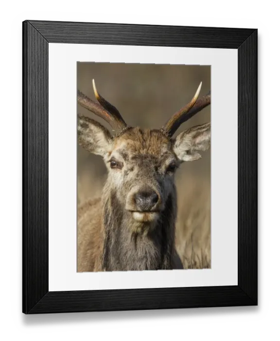 Framed Print : Red Deer stag