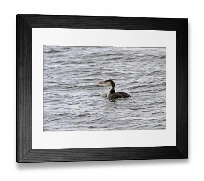 Framed Print : Black throated Diver with Langoustine and in Winter plumage - Jura Scotland Framed Print : Black throated Diver with Langoustine and in Winter plumage - Jura Scotland