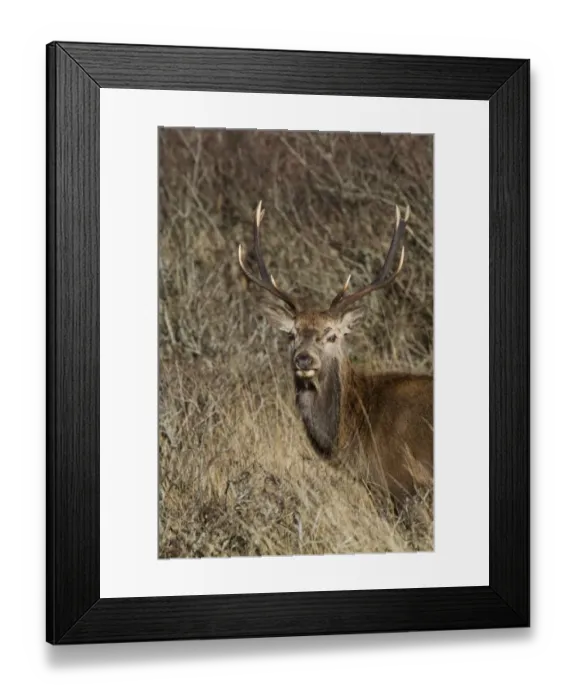Framed Print : Red Deer stag
