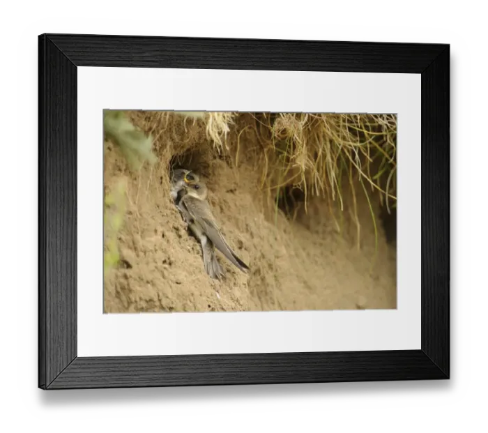 Framed Print : Sand Martin (Riparia riparia) juvenile and chicks, at nesthole entrance in sandbank, River Dove, Staffordshire Framed Print : Sand Martin (Riparia riparia) juvenile and chicks, at nesthole entrance in sandbank, River Dove, Staffordshire