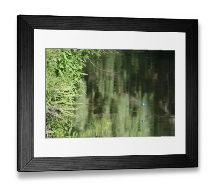 Framed Print : Common Kingfisher (Alcedo atthis) adult, in flight over river habitat, River Dove, Staffordshire, England, June Framed Print : Common Kingfisher (Alcedo atthis) adult, in flight over river habitat, River Dove, Staffordshire, England, June