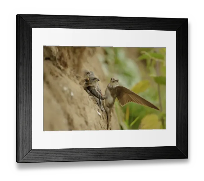 Framed Print : Sand Martin (Riparia riparia) adult feeding chicks, at nesthole entrance in sandbank, River Dove, Staffordshire Framed Print : Sand Martin (Riparia riparia) adult feeding chicks, at nesthole entrance in sandbank, River Dove, Staffordshire
