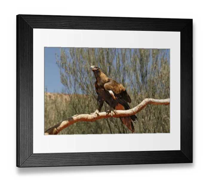 Framed Print : Wedge-tailed Eagle (Aquila audax) adult, perched on branch, Uluru-Kata Tjuta N. P Framed Print : Wedge-tailed Eagle (Aquila audax) adult, perched on branch, Uluru-Kata Tjuta N. P