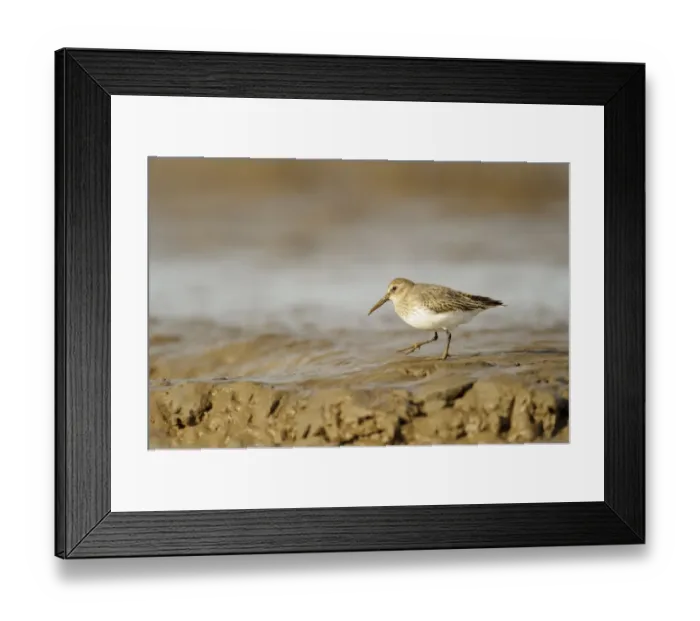Framed Print : Dunlin (Calidris alpina) adult, non-breeding plumage, feeding on mudflats, Snettisham RSPB Reserve, The Wash, Norfolk Framed Print : Dunlin (Calidris alpina) adult, non-breeding plumage, feeding on mudflats, Snettisham RSPB Reserve, The Wash, Norfolk