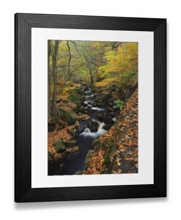 Framed Print : Stream cascading through upland woodland habitat, Burbage Brook, Padley Gorge, Peak District N. P