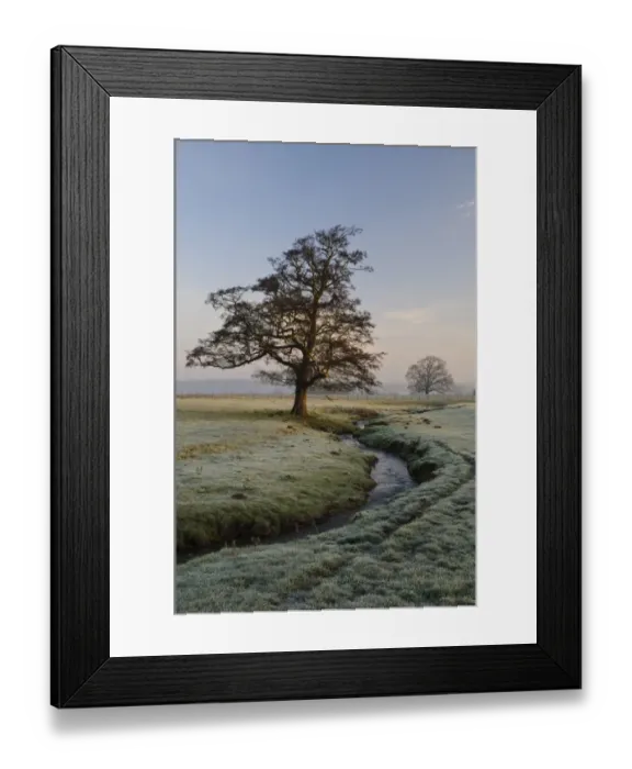 Framed Print : View of bare tree beside beck flowing through parkland at dawn, Hovingham Park, Hovingham, North Yorkshire, England