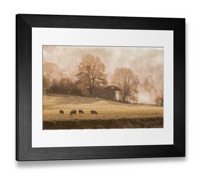 Framed Print : View of sheep grazing in pasture and Cistercian abbey ruins in mist at sunrise, Tintern Abbey, Tintern, Wye Valley Framed Print : View of sheep grazing in pasture and Cistercian abbey ruins in mist at sunrise, Tintern Abbey, Tintern, Wye Valley