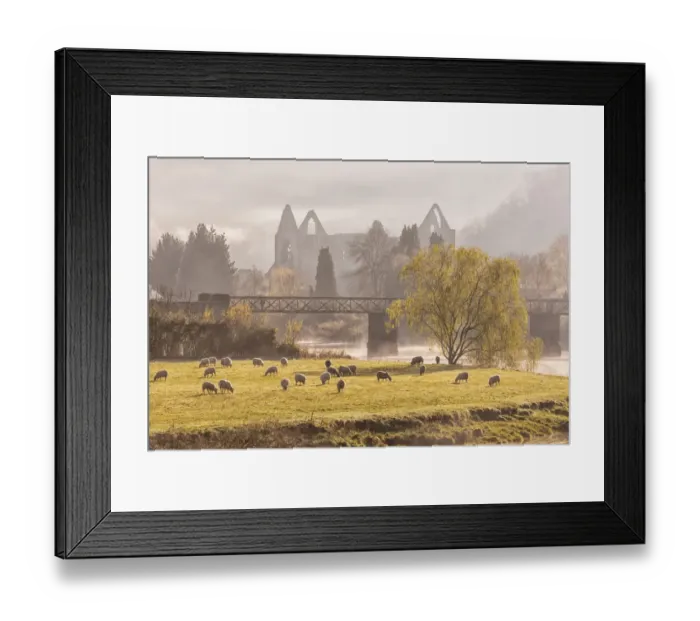 Framed Print : View of sheep flock grazing in pasture and Cistercian abbey ruins at sunrise, Tintern Abbey, Tintern, Wye Valley