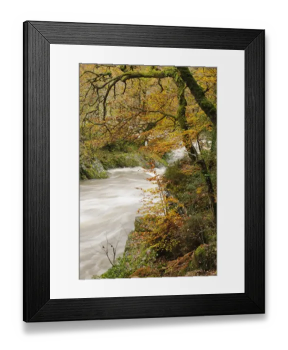 Framed Print : View of river and trees with leaves in autumn colour, River Conwy, Conwy, Wales, November Framed Print : View of river and trees with leaves in autumn colour, River Conwy, Conwy, Wales, November