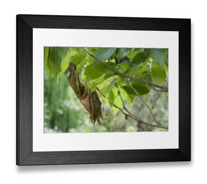 Framed Print : Twig or branch dieback on an ornamental flowering cherry, Prunus sp. probably caused by a fungal rather than bacterial