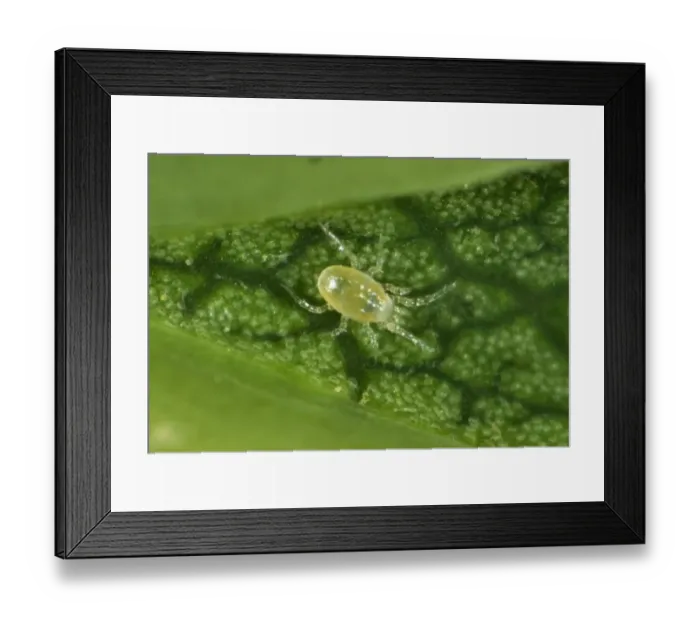 Framed Print : Phytoseiid mite (Phytoseiidae) on the underside of a sycamore leaf
