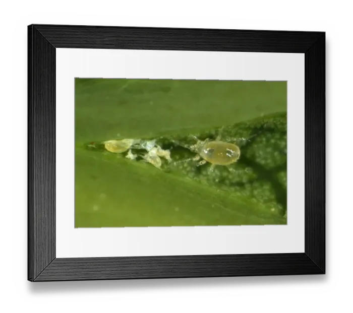 Framed Print : Phytoseiid mite (Phytoseiidae) with prey mites on the underside of a sycamore leaf