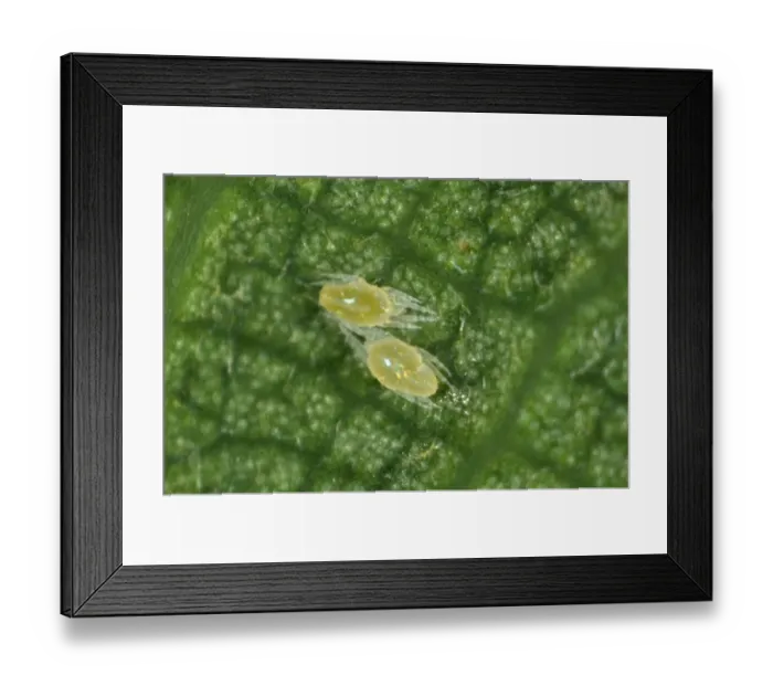 Framed Print : Tetranichid spider mites (Tetranichidae) on the underside of a sycamore leaf Framed Print : Tetranichid spider mites (Tetranichidae) on the underside of a sycamore leaf