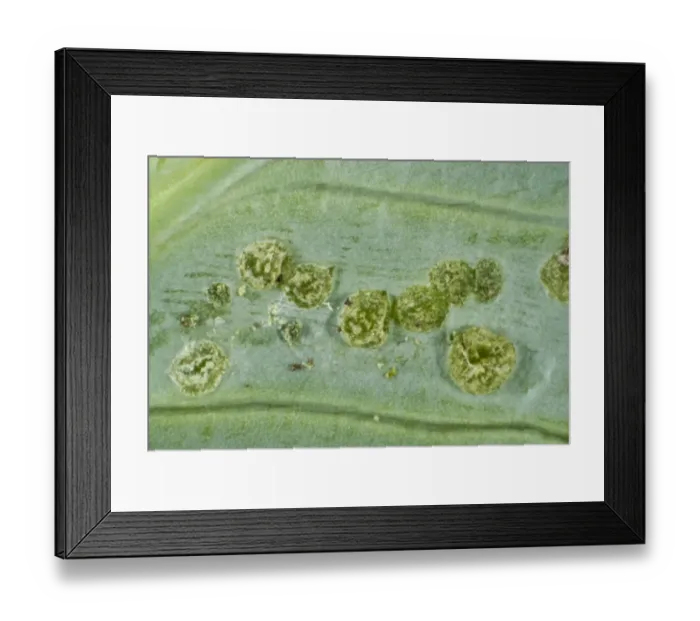 Framed Print : Oudemas or edemas erupting on a cabbage leaf. The cause is not know but is probably physiological Framed Print : Oudemas or edemas erupting on a cabbage leaf. The cause is not know but is probably physiological