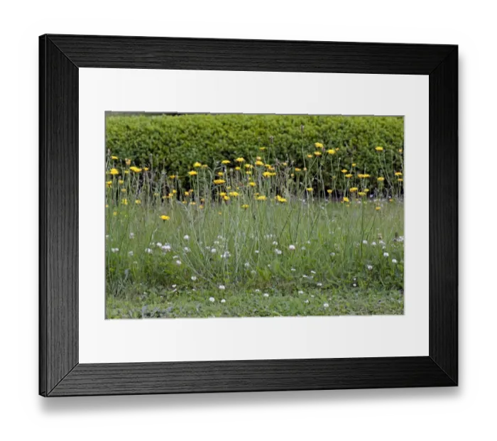 Framed Print : Flowering catsear, white clove, yarrow, self-heal and plantain with grasses in an area of garden allowed to grow wild Framed Print : Flowering catsear, white clove, yarrow, self-heal and plantain with grasses in an area of garden allowed to grow wild