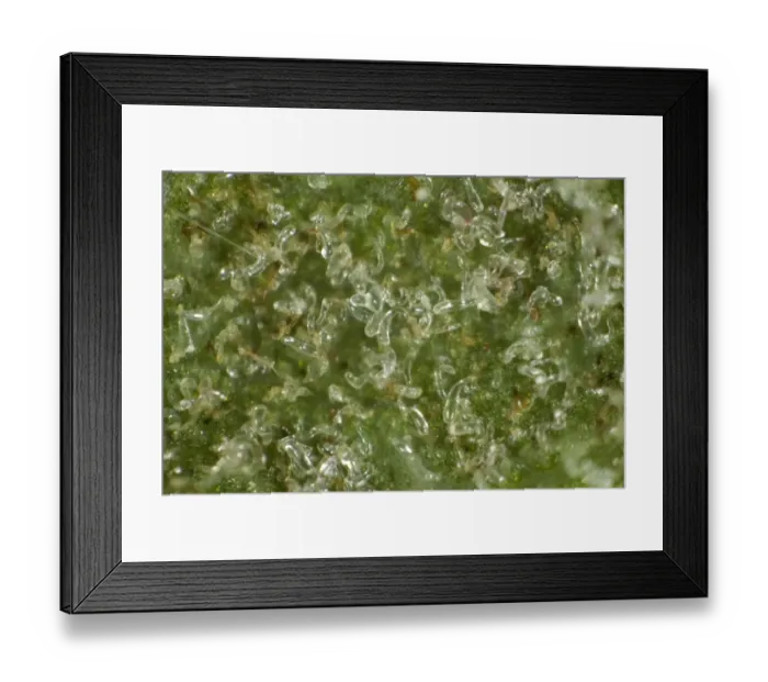 Framed Print : Colony of gall mites, Aceria pseudoplatani, on the underside of a sycamore leaf Framed Print : Colony of gall mites, Aceria pseudoplatani, on the underside of a sycamore leaf