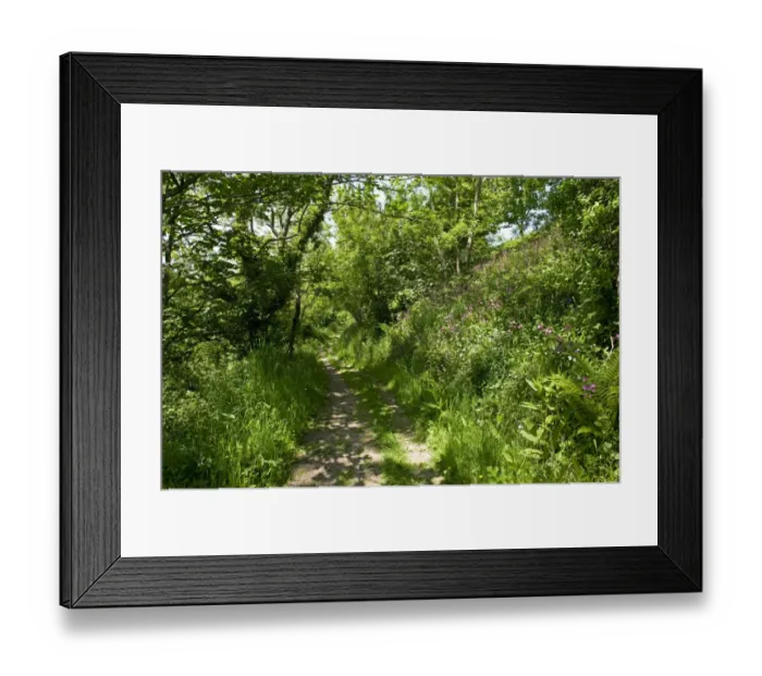 Framed Print : Path with spring flowers running through light woodland on cliff above Weston Mouth, near Didmouth, Devon, England Framed Print : Path with spring flowers running through light woodland on cliff above Weston Mouth, near Didmouth, Devon, England