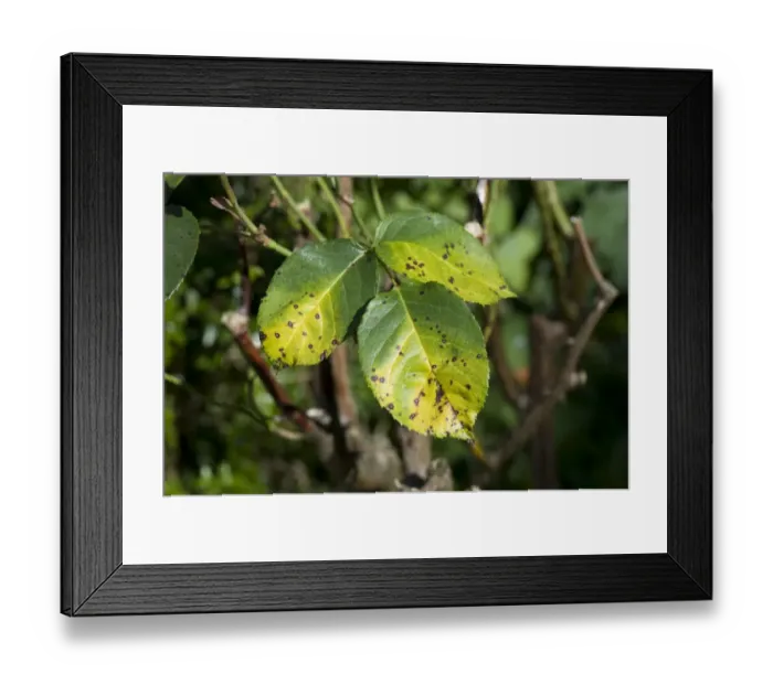 Framed Print : Rose spot, Diplocarpon rosae, a fungal disease on rose leaves in summer Framed Print : Rose spot, Diplocarpon rosae, a fungal disease on rose leaves in summer
