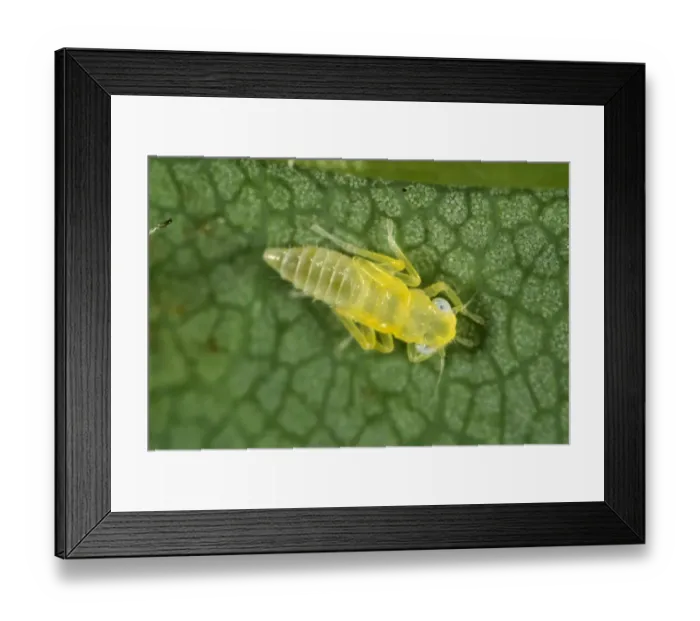 Framed Print : Sycamore leafhopper, Edwardsiana nigroloba, nymph on the underside of a sycamore leaf Framed Print : Sycamore leafhopper, Edwardsiana nigroloba, nymph on the underside of a sycamore leaf